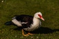 Beautiful female Muscovy Duck