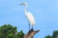 Great Egret Surveying at Venice, Florida Rookery