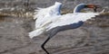 Photograph of a beautiful Great egret with a fish in its mouth, found in Barra de TramandaÃÂ­ in Rio Grande do Sul, Brazil.