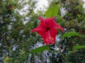 A photograph of beautiful hybiscus flower in the garden