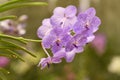 Natural blue and white orchids