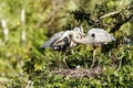 Two Great Blue Herons With Baby Chick