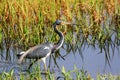 Tricolored Heron at Myakka Sarasota