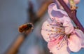 Photograph Of A Bee In Flight Heading For A Pink Almond Tree Flower.