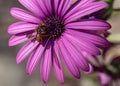 photograph of bee full of pollen resting on a daisy Royalty Free Stock Photo