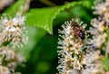 photograph of a bee, the insect is intent on collecting pollen.