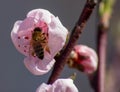 photograph of bee at work on an almond tree flower. Royalty Free Stock Photo