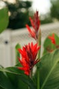 Photograph of Birds of Paradise flowers and fence Royalty Free Stock Photo