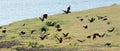Birds in flight at Grapevine lake Texas showing blur. Royalty Free Stock Photo