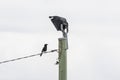 Photograph of a black bird standing on a light tower