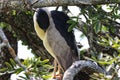 A beautiful bird found at Lagoa do ViolÃÂ£o in Torres in Rio Grande do Sul, Brazil.