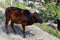 A Black Domestic Young Himalayan Cow on Roadside - a Sacred Animal in Hinduism - A Calf Royalty Free Stock Photo