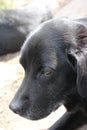 Photograph of a black Labrador Retriever. Black dog face, eyes, ears, nose. Profile. Royalty Free Stock Photo