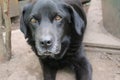 Photograph of a black Labrador Retriever. Old Labrador in close-up. Black dog face. Royalty Free Stock Photo