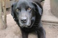 Photograph of a black Labrador Retriever. Dog face in close-up. Royalty Free Stock Photo
