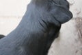 Photograph of a black Labrador Retriever. Black, soft hair shines in the sun. Royalty Free Stock Photo