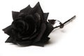 Photograph of a Black Rose on a White Background Royalty Free Stock Photo