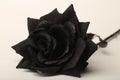 Photograph of a Black Rose on a White Background Royalty Free Stock Photo