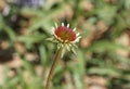 Blacksamson echinacea plant starting to bloom. Royalty Free Stock Photo