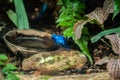 Photograph of Blue Dart Frog at a wildlife centre Royalty Free Stock Photo