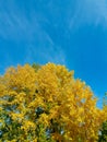 Photograph blue sky summer autumn season poplar tree green yellow colors leaves