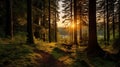 Photograph of a breathtaking green forest landscape at sunset. golden rays of the setting sun filter dense foliage,