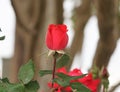 A bright red rose bud. Royalty Free Stock Photo