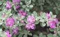 Pink blooms of the wild sage