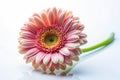 Photograph of brightly colored gerbera flowers Royalty Free Stock Photo