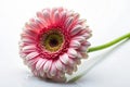 Photograph of brightly colored gerbera flowers Royalty Free Stock Photo