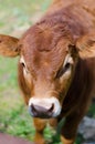 Brown cow from Menorca. Calf.