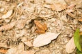 Photograph of a brown frog camouflaging itself in the vegatation