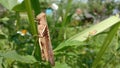 A Brown Grasshopper Perched On A Bush