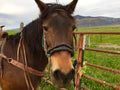 Brown Horse, saddled and ready to ride Royalty Free Stock Photo