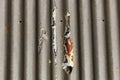 Photograph of brown paint peeling off a corrugated iron roof
