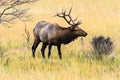 Bull Elk Yellowstone National Park Royalty Free Stock Photo