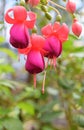 Bunch of Fuchsia Maegllanica - Hummingbird Flowers with Red Violet Hues