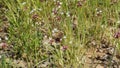 Tiny white and pink wildflowers in Texas.