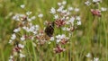 A butterfly sitting on a wildflower in a meadow in Texas. Royalty Free Stock Photo