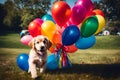 A Photograph: Capture the pure joy of a playful puppy, surrounded by a vibrant bouquet of rainbow-hued balloons against a clear