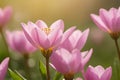 Pale Lilac Blossoms in Spring