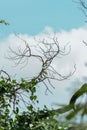 Nature's Artistry: Blue Sky and the Timeless Beauty of Old Tree Branches