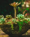 Beautiful succulent plant arrangement in a stylish pot, showcasing various lush, green succulents with diverse shapes Royalty Free Stock Photo