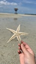 Starry Adventures: The Search for Starfish with a Friend