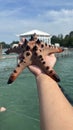 Starry Adventures: The Search for Starfish with a Friend