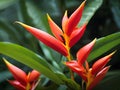 The photograph captures the Heliconia in its natural habitat, surrounded by a verdant tapestry of tropical foliage.