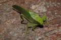 Microcentrum Phaneropterinae green bush cricket close up Royalty Free Stock Photo