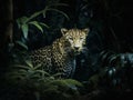 A Majestic Leopard\'s Silent Stalk Through the Night