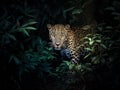 A Majestic Leopard\'s Silent Stalk Through the Night