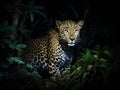 A Majestic Leopard\'s Silent Stalk Through the Night